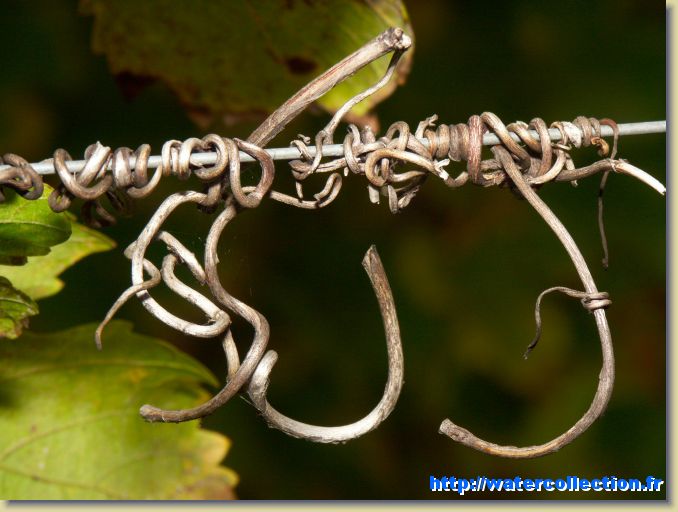 Diapositive suivante